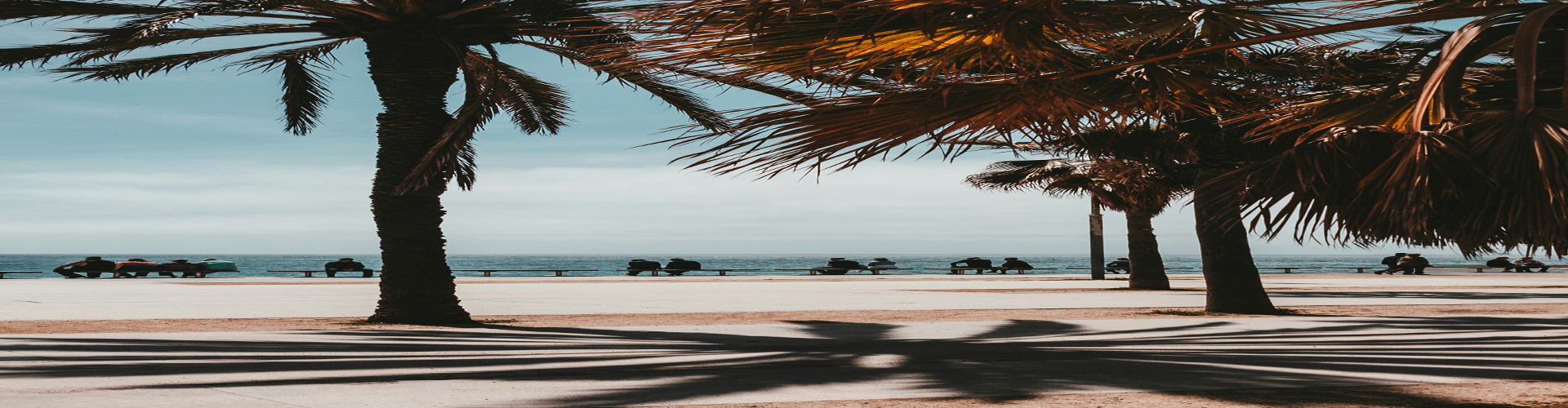 palmtree